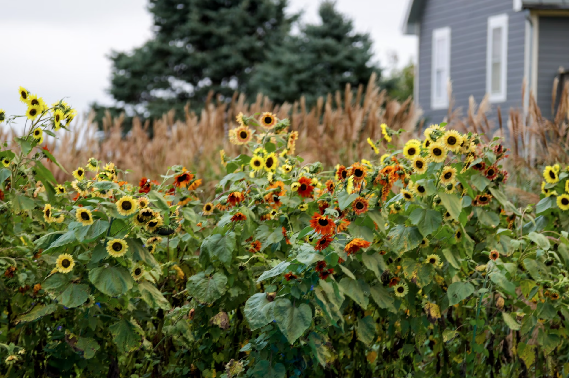 Field of sunflowers.